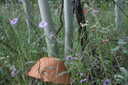Photo 46 of 58