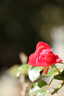 Previous Photograph