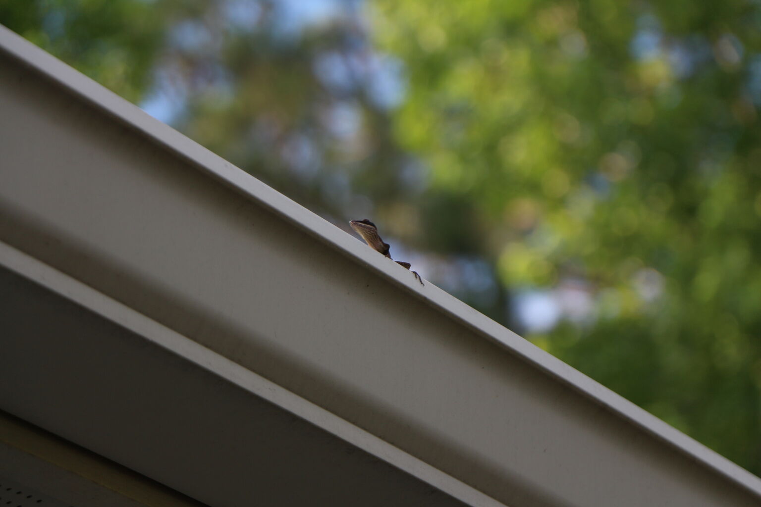 Photo 5 of 17