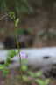 Previous Photograph