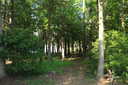 Previous Photograph