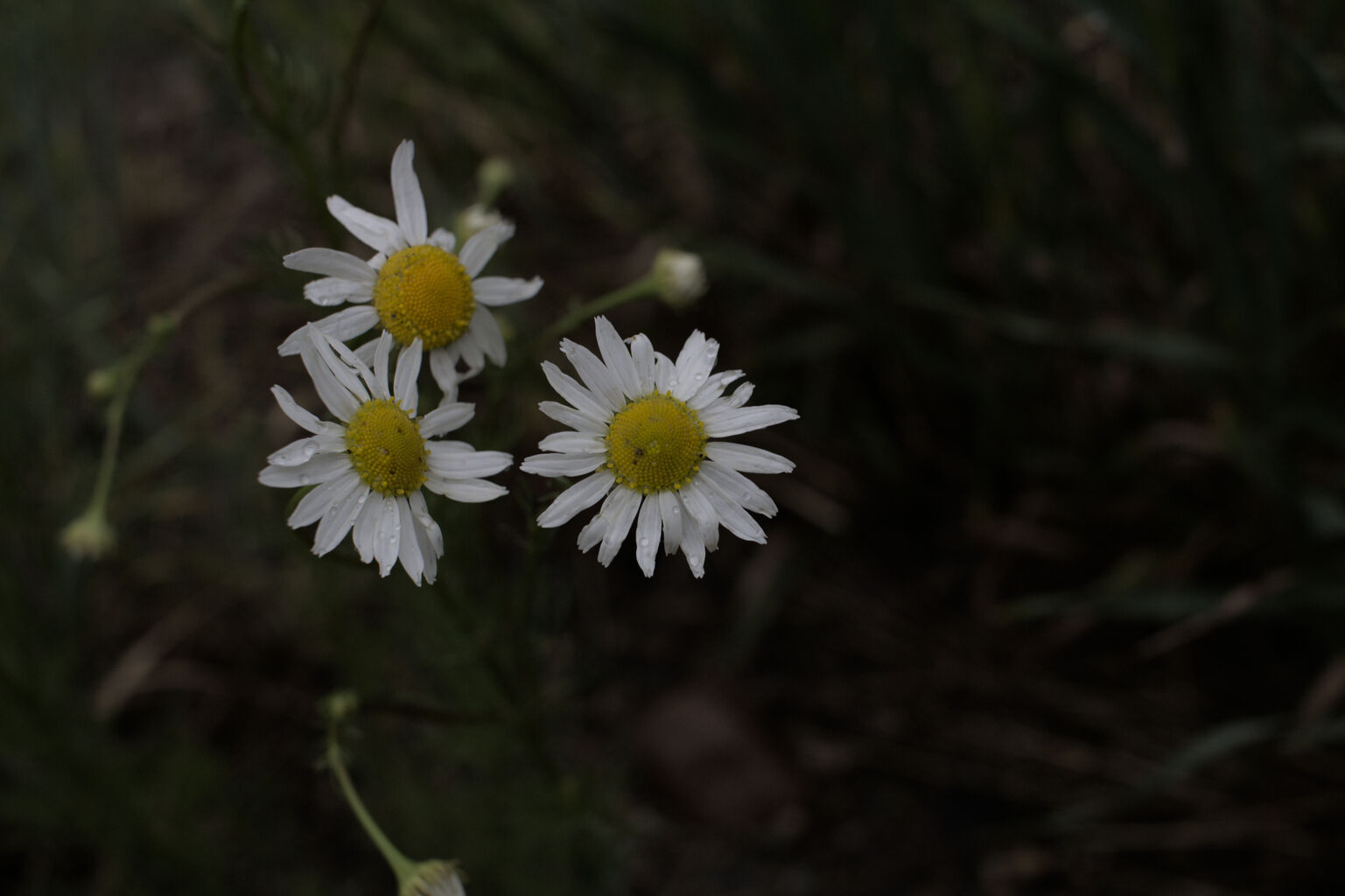 Photo 21 of 39